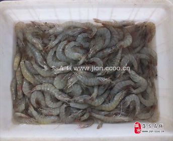品江鮮，選集安——天天活海鮮與鴨綠江特產(chǎn)淡水魚批發(fā)及農(nóng)副產(chǎn)品銷售指南